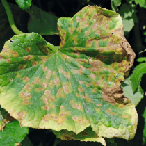 Pflanzenschutztipp: Falscher Mehltau an Gurken Pflanzenschutztipp: Falscher Mehltau an Gurken