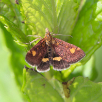 Jetzt zu sehen: Goldzünsler Jetzt zu sehen: Goldzünsler