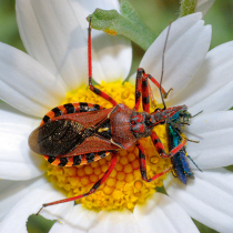 Wanzen: Waldwächter und Jäger Wanzen: Waldwächter und Jäger