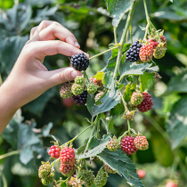 Schadbilder an Him- und Brombeeren Schadbilder an Him- und Brombeeren