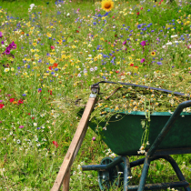 So klappt es mit Ihrer Blumenwiese So klappt es mit Ihrer Blumenwiese