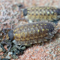 Wie geht es Kellerassel und Co.? Wie geht es Kellerassel und Co.?