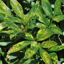 Pflanzenschutztipp: Viruskranke Stauden Pflanzenschutztipp: Viruskranke Stauden