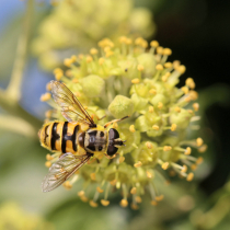 Jetzt zu sehen: Totenkopfschwebfliege Jetzt zu sehen: Totenkopfschwebfliege