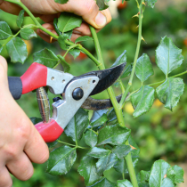 Gartentipp: Gartenschere pflegen Gartentipp: Gartenschere pflegen