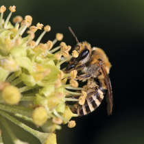 Jetzt zu sehen: Efeu-Seidenbiene Jetzt zu sehen: Efeu-Seidenbiene