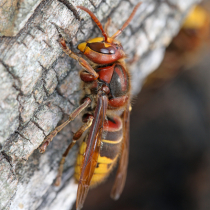 Jetzt zu sehen: Hornisse Jetzt zu sehen: Hornisse