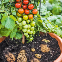 Ohne Tomaten keine Kartoffeln Ohne Tomaten keine Kartoffeln