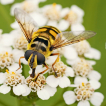 Blumen für Mensch und Tier Blumen für Mensch und Tier