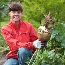Gartenschatz: Steckrübe Gartenschatz: Steckrübe