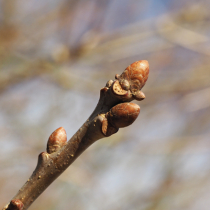 Gartenwissen: Triebabschluss Gartenwissen: Triebabschluss