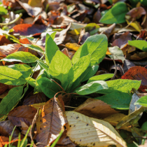 Laub sinnvoll nutzen Laub sinnvoll nutzen