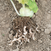 Kohlhernie an Kohlgemüse Kohlhernie an Kohlgemüse