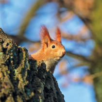 Jetzt zu sehen: Eichhörnchen Jetzt zu sehen: Eichhörnchen
