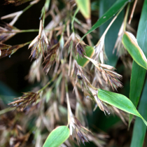 Wenn der Bambus wieder blüht Wenn der Bambus wieder blüht