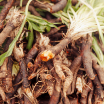 Gartenschatz: Schwarzwurzel Gartenschatz: Schwarzwurzel