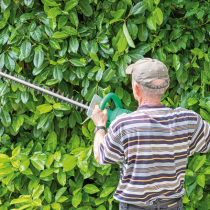 Streit um die Lorbeer-Kirsche Streit um die Lorbeer-Kirsche