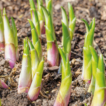 Zierpflanzen zum essen Zierpflanzen zum essen
