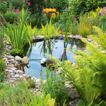 Einen naturnahen Teich anlegen Einen naturnahen Teich anlegen