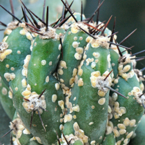 Kranke Kakteen Kranke Kakteen