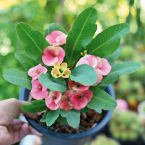 Christusdorn blüht auch im Winter Christusdorn blüht auch im Winter