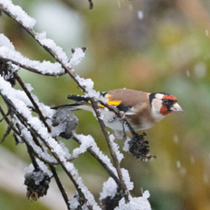 Jetzt zu sehen: Stieglitz Jetzt zu sehen: Stieglitz