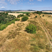 Pflanzen und Mikroorganismen Pflanzen und Mikroorganismen