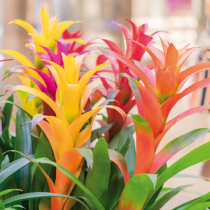 Bromelien für die Fensterbank Bromelien für die Fensterbank