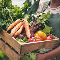 Planen Sie Ihr Gemüsebeet Planen Sie Ihr Gemüsebeet