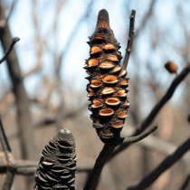 Gartenwissen: Pyrophyten Gartenwissen: Pyrophyten
