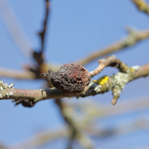 Fruchtmumien beseitigen Fruchtmumien beseitigen