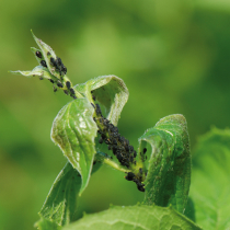 Erfrieren Schädlinge im Winter? Erfrieren Schädlinge im Winter?