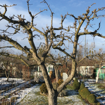 Gartentipp: Den Garten im Blick Gartentipp: Den Garten im Blick
