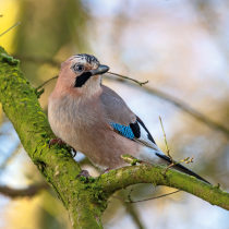 Jetzt zu sehen: Eichelhäher Jetzt zu sehen: Eichelhäher