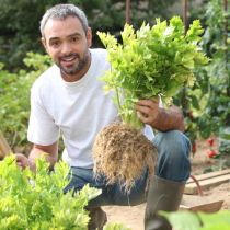 Sellerie – von Knolle bis Stange Sellerie – von Knolle bis Stange