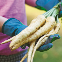 Gartenschatz: Petersilienwurzel Gartenschatz: Petersilienwurzel