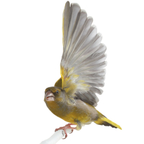 Zehn Prozent für unsere Vögel Zehn Prozent für unsere Vögel