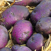 Gartenwissen: Landsorten Gartenwissen: Landsorten