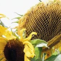 Netze schützen Sonnenblumen bis zur Ernte