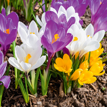 Bunte Frühlingsboten - Krokusse Bunte Frühlingsboten - Krokusse