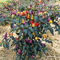 Gartenschatz: Chili 'Lila Luzi' Gartenschatz: Chili 'Lila Luzi'