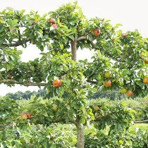 Obst gut erzogen - Spaliere Obst gut erzogen - Spaliere