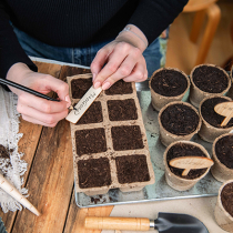 Neues Jahr, neues Gemüse Neues Jahr, neues Gemüse