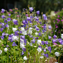 Stauden: heimisch, insektenfreundlich und klimawandeltolerant? Stauden: heimisch, insektenfreundlich und klimawandeltolerant?
