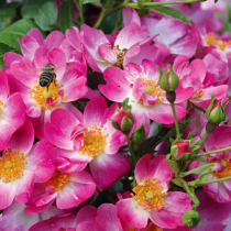 Frühjahrspflege für Rosen Frühjahrspflege für Rosen