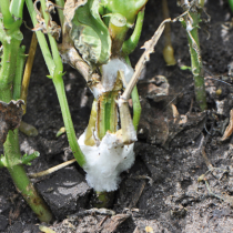 Sklerotinia-Fäule bei Gemüse Sklerotinia-Fäule bei Gemüse