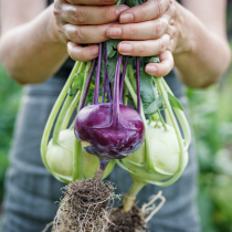 Gartenschatz: Kohlrabi Gartenschatz: Kohlrabi