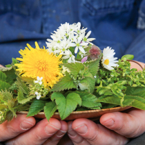 Frühling zum Aufessen – Beikräuter Frühling zum Aufessen – Beikräuter