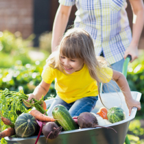 Einfache Gemüsekulturen Einfache Gemüsekulturen
