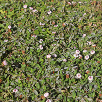 Alternativen zum klassischen Rasen Alternativen zum klassischen Rasen